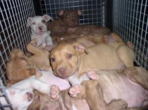 PureBredRedNosePitBullPuppies